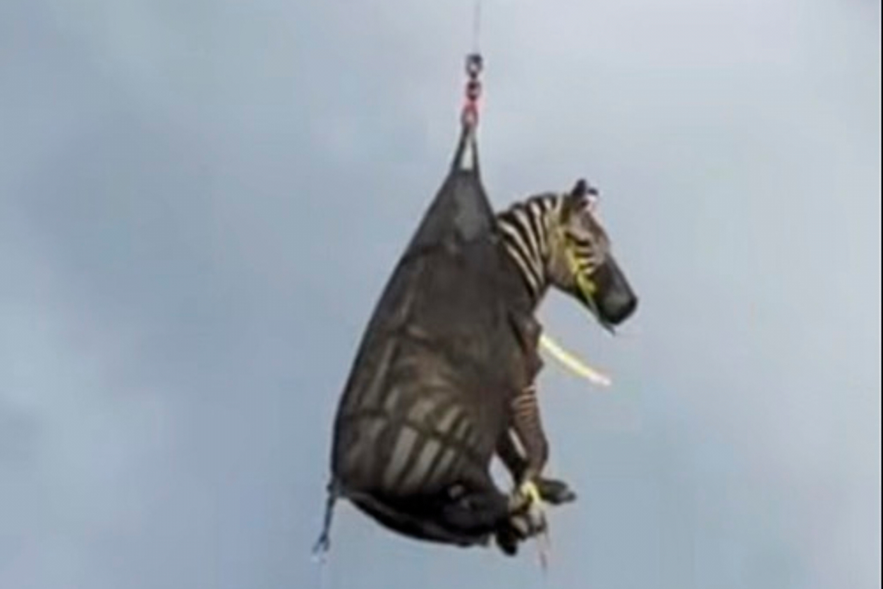 Zebra on the Loose 