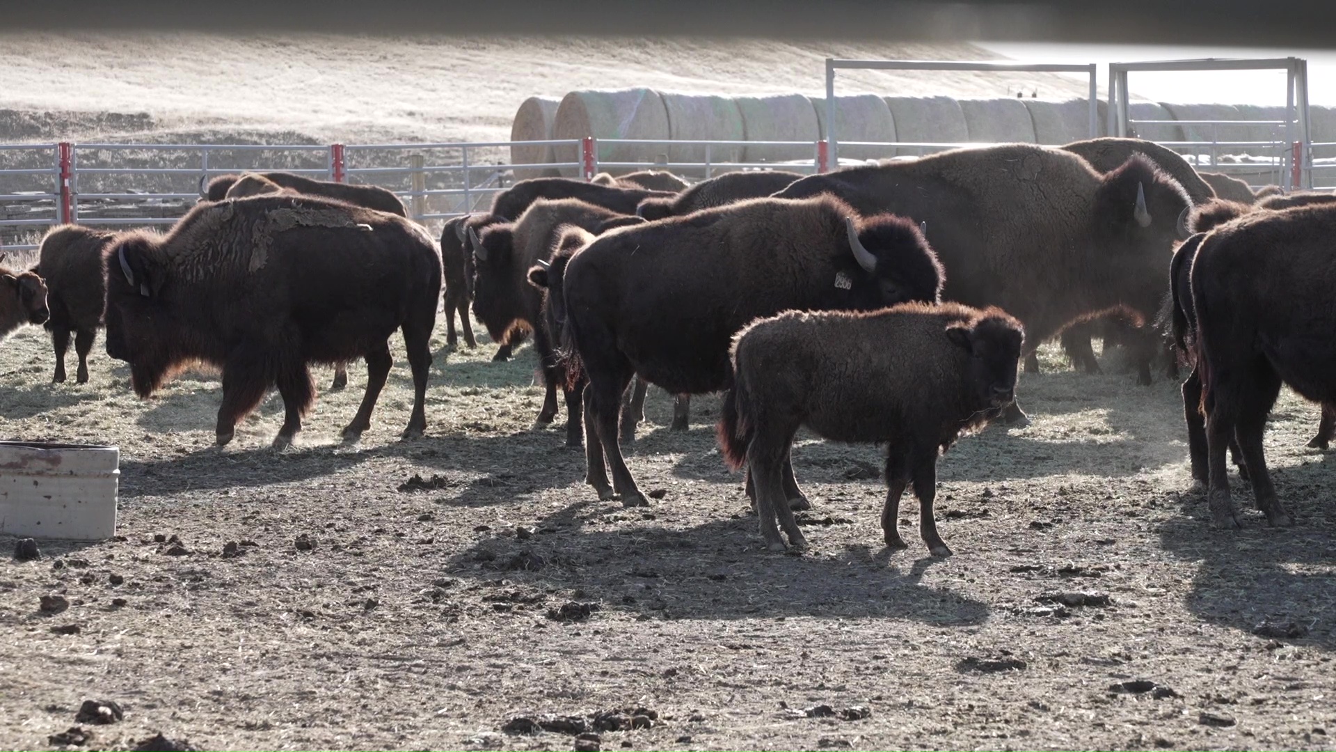 Big Sky Bison Ranch
