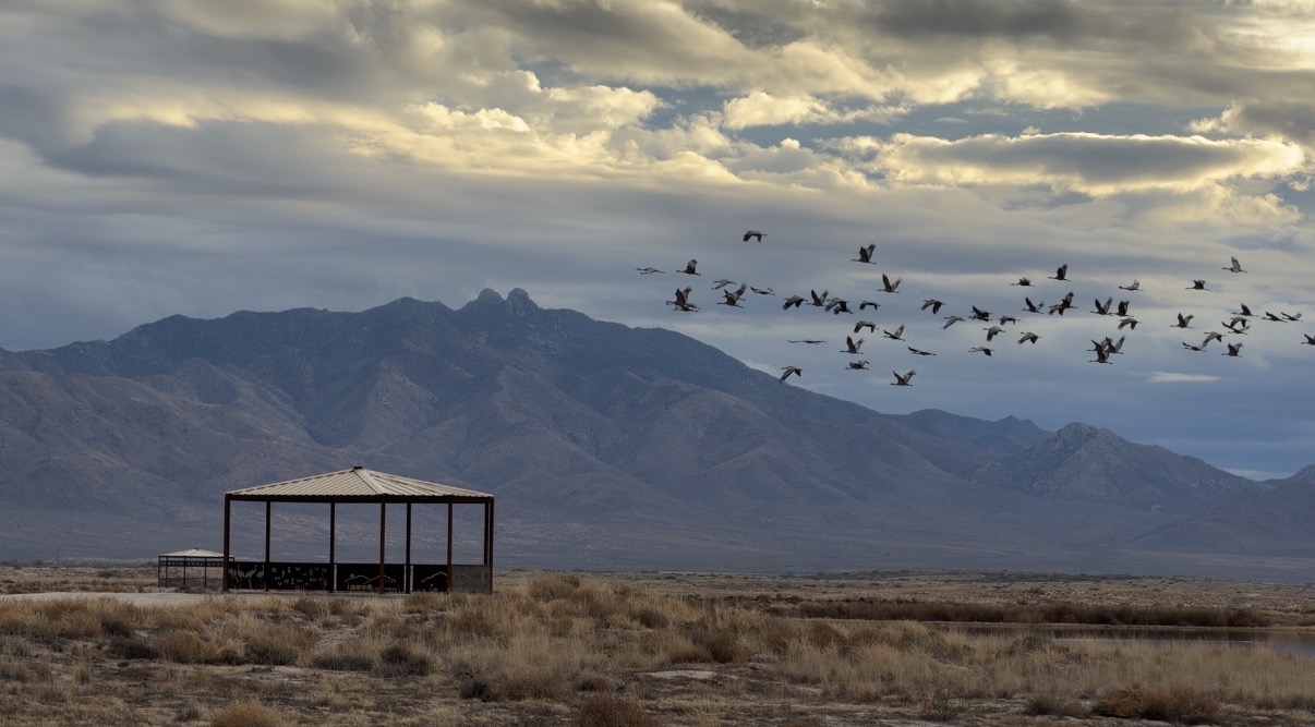 Wings Over Willcox Birding and Nature Festival