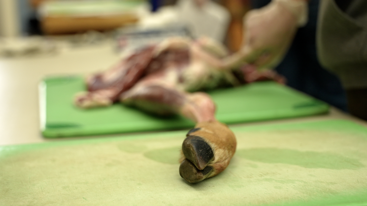 MUD hunting workshop