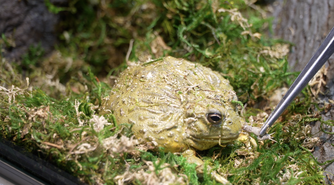 Stein the bullfrog