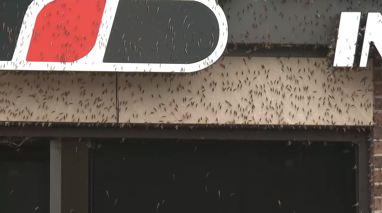 Fish flies swarm Lake St. Clair shoreline in St. Clair Shore