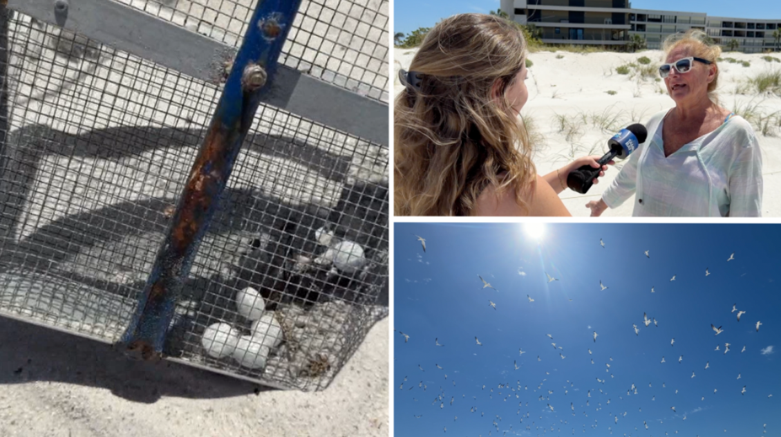 Volunteers clean up toxic mothballs left on St. Pete Beach