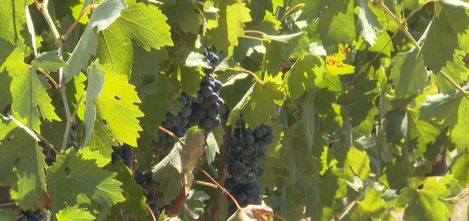 wine grapes.jpg