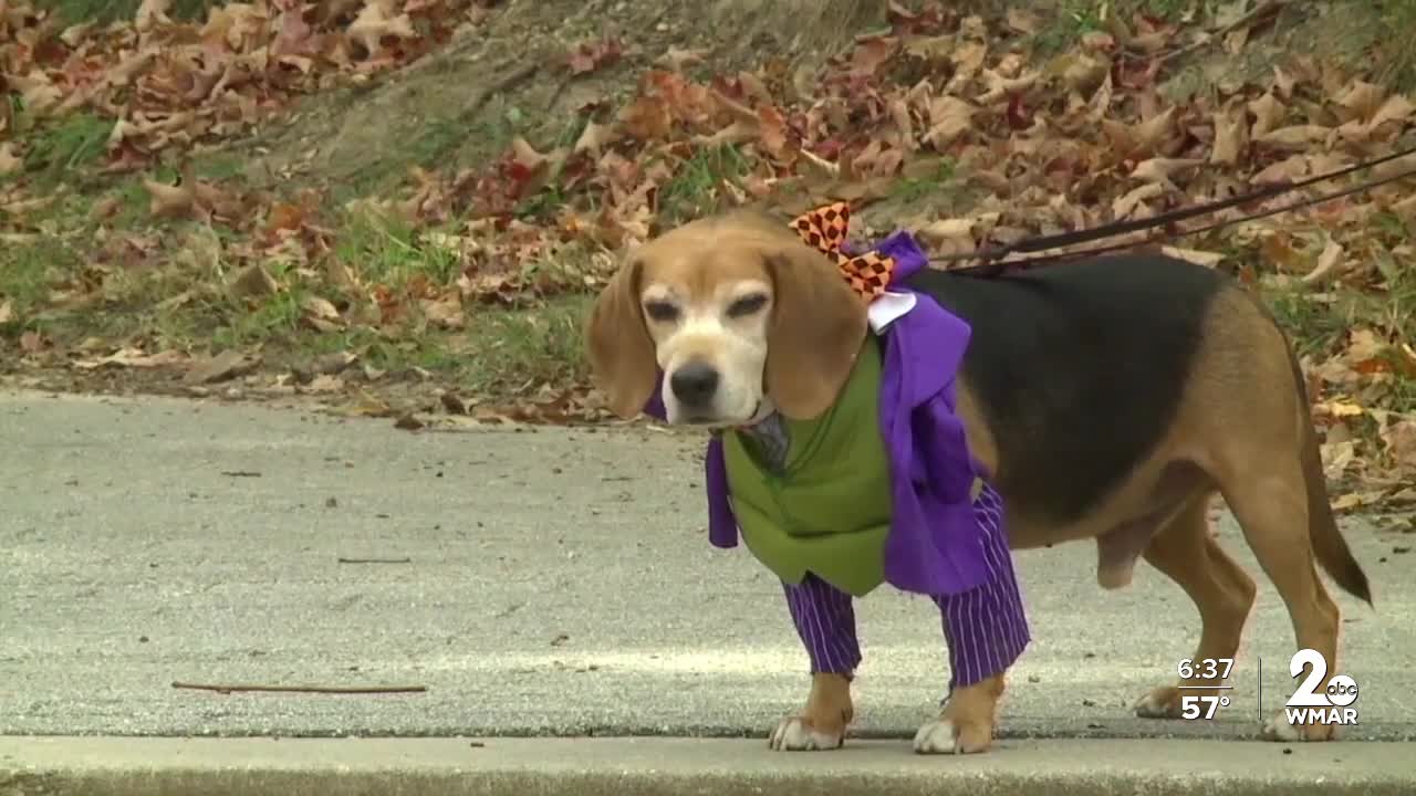 BARCS exceeds fundraising goal at annual BARCStoberfest event