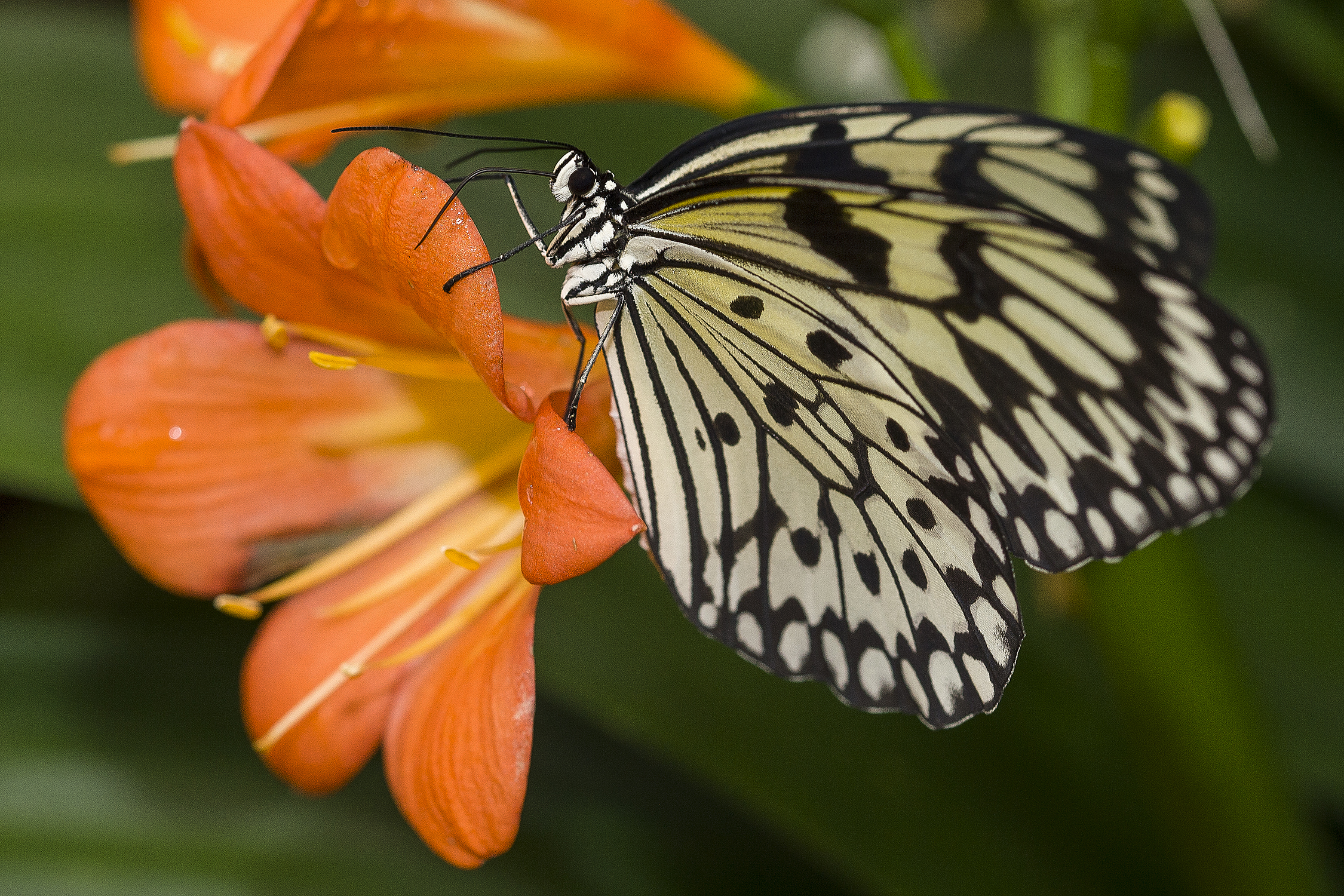 San Diego Butterfly jungle 