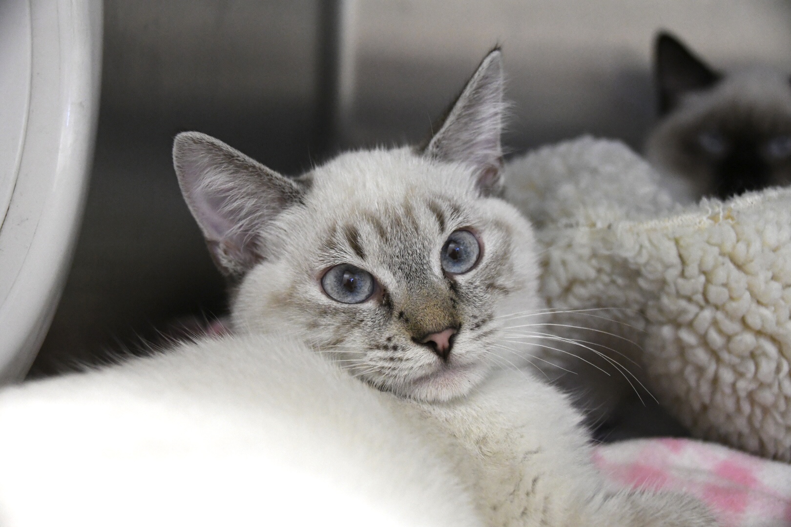 kitten asap cats.JPG