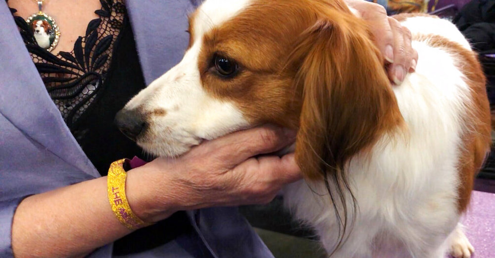 Westminster Dog Show