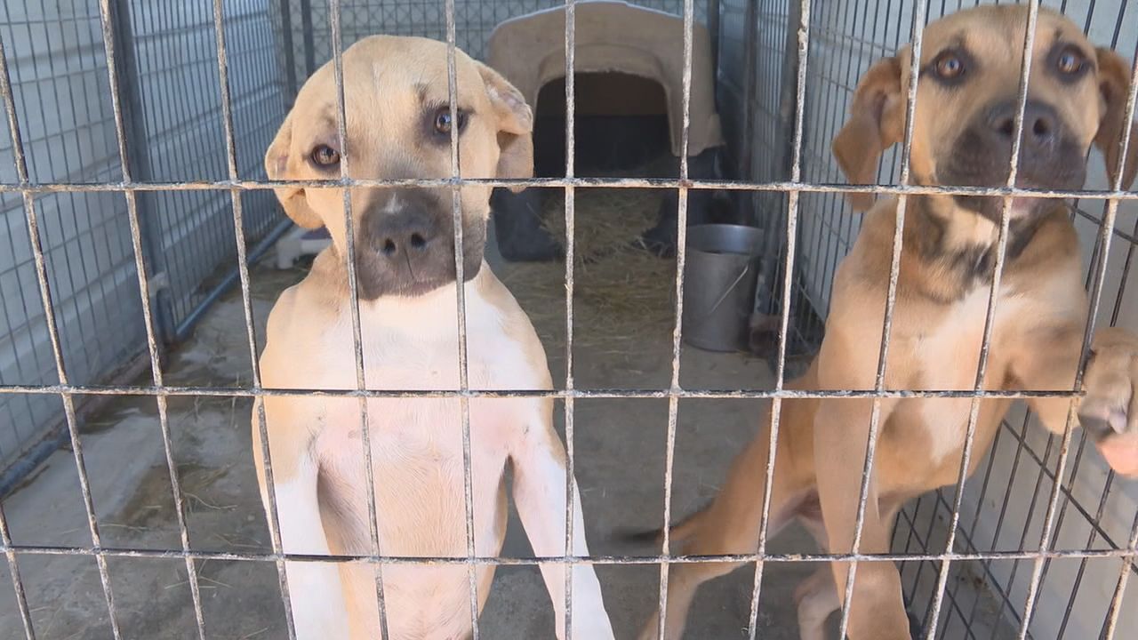 St. Landry Animal Control & Rescue