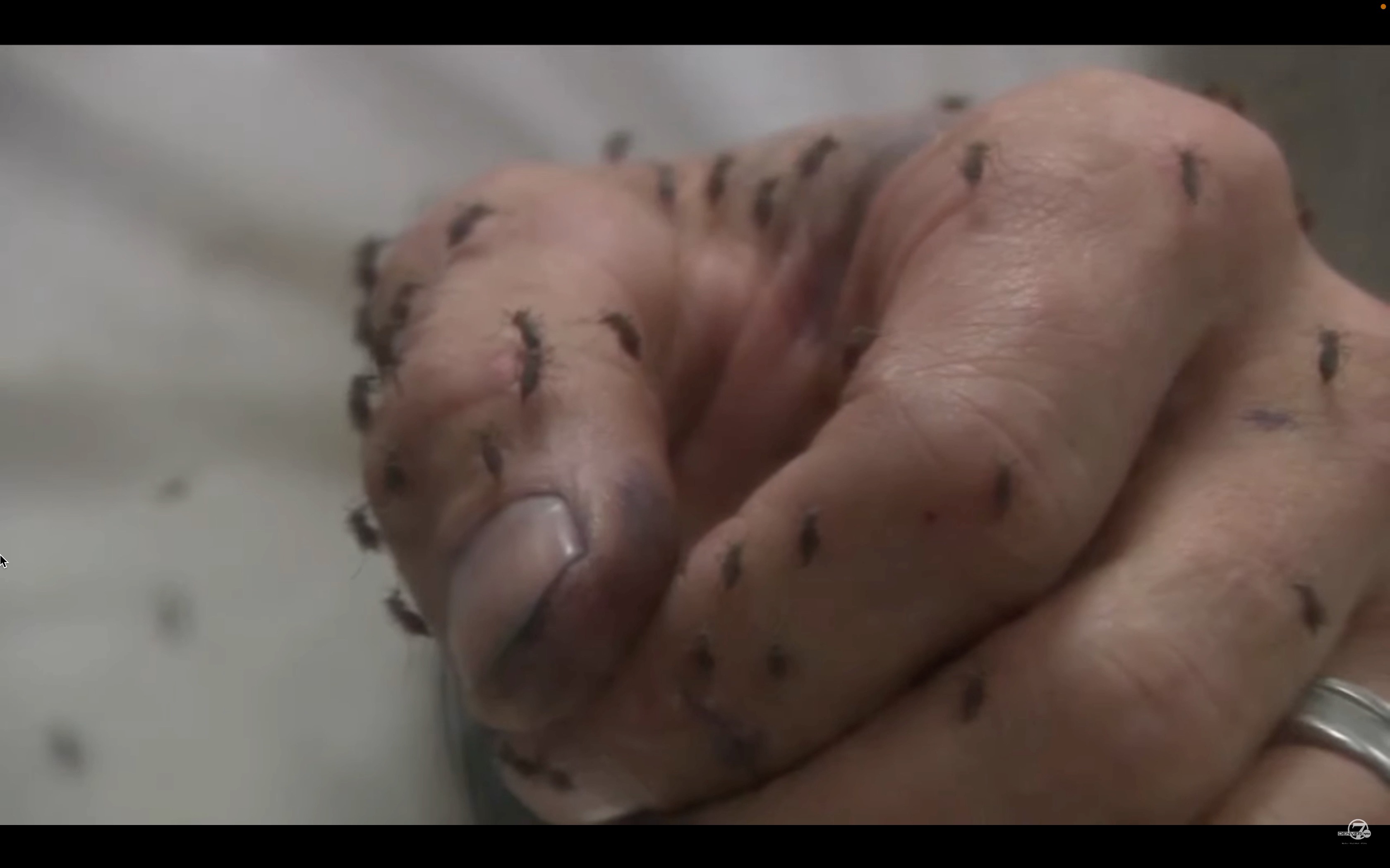 CLIMATE CHANGE BUGS.PNG