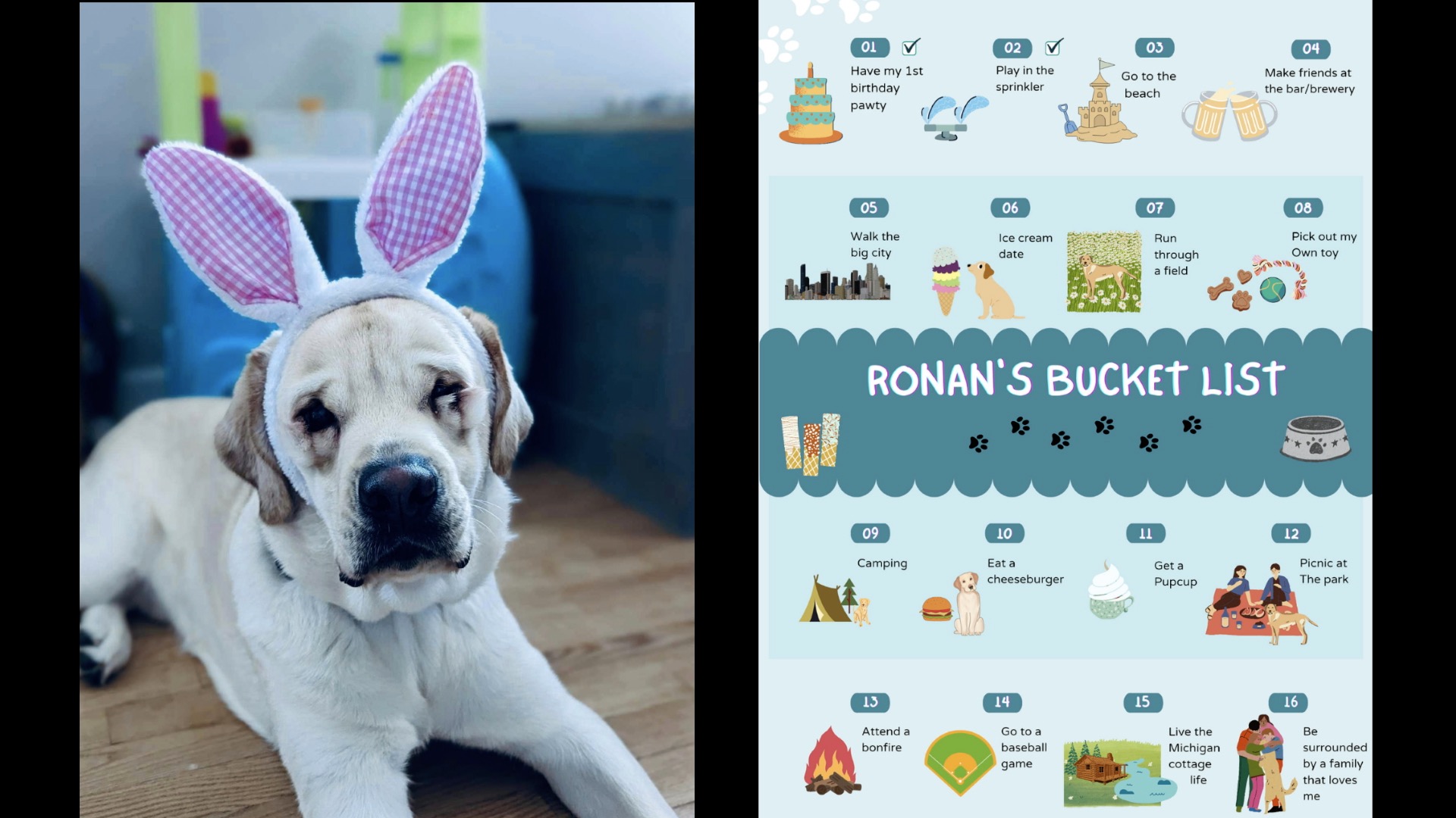Ronan Dog Bucket List