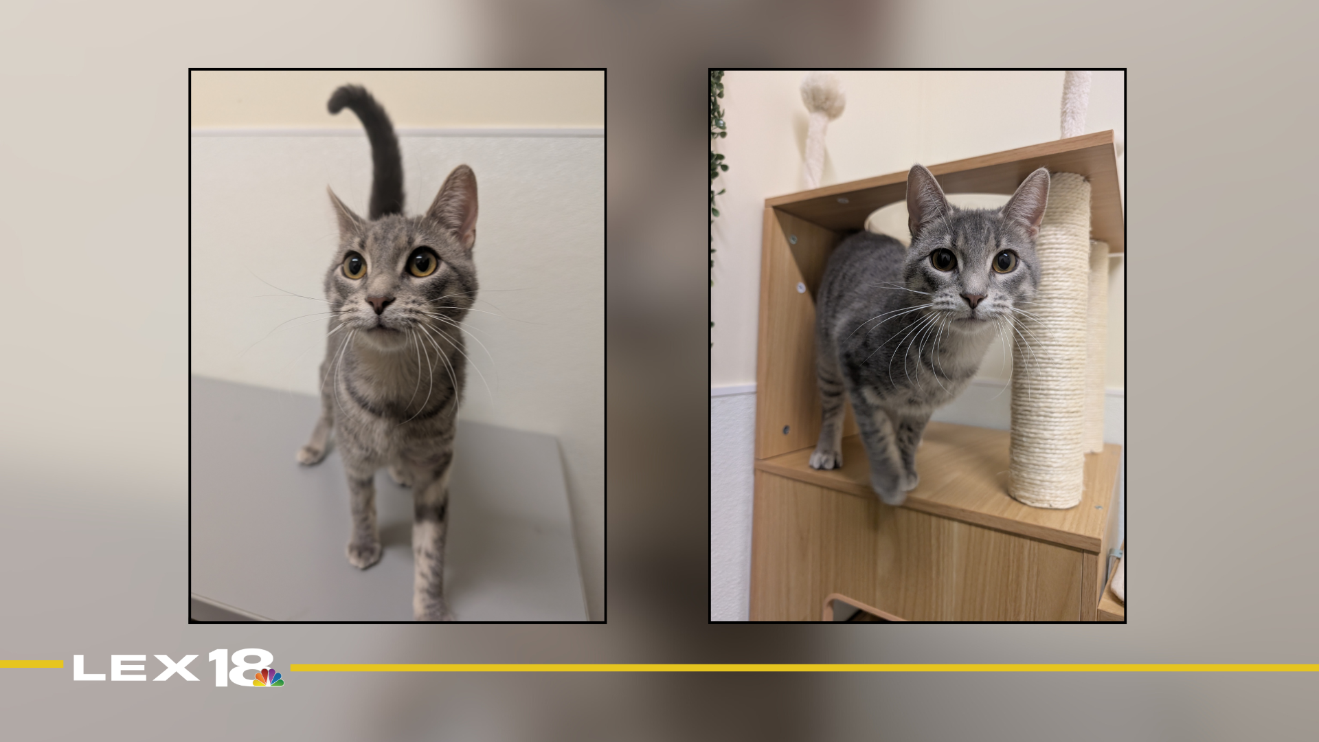 Featured Image Custom Edit (8).png