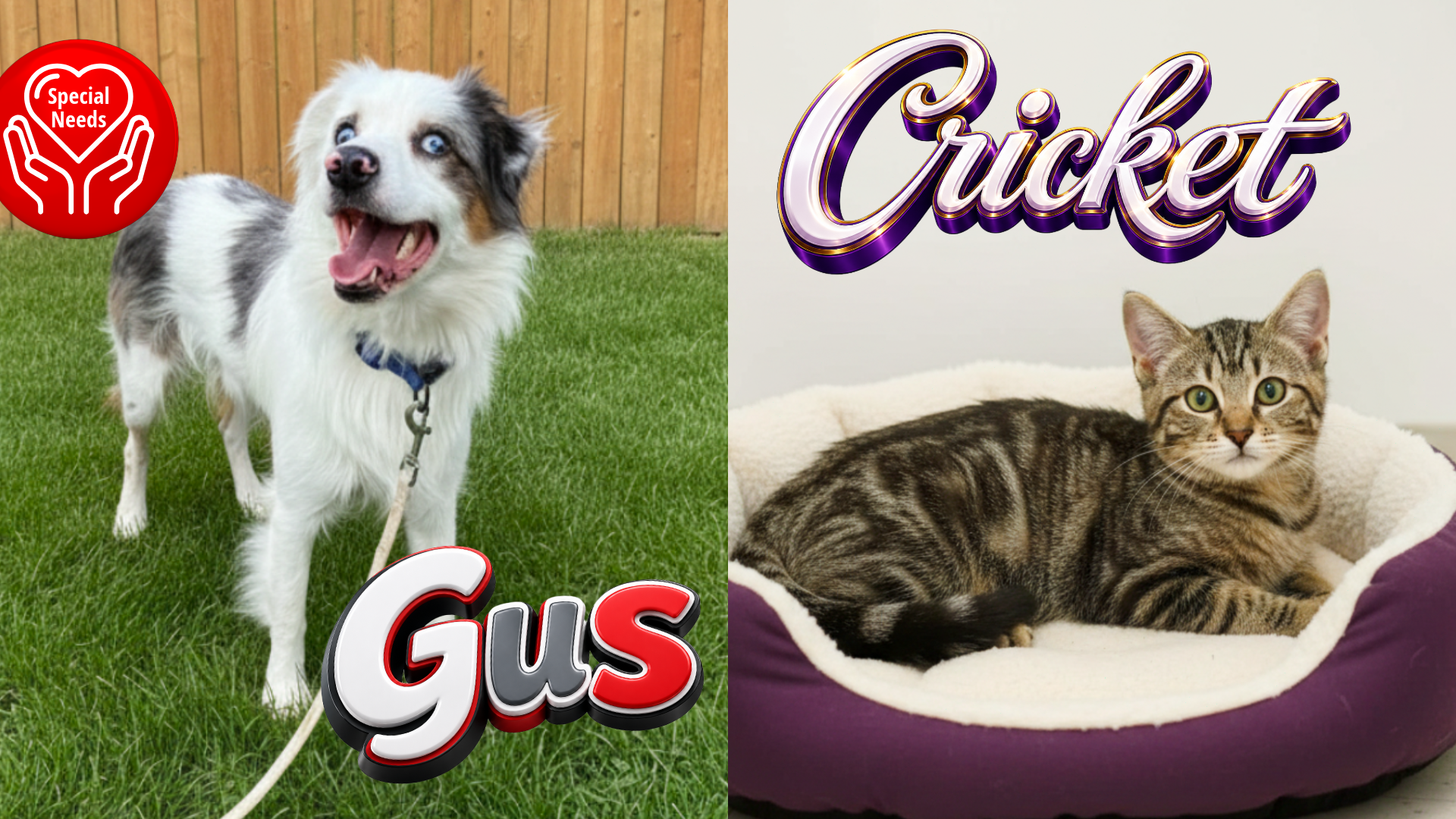 Pets Of The Week 7/20/26