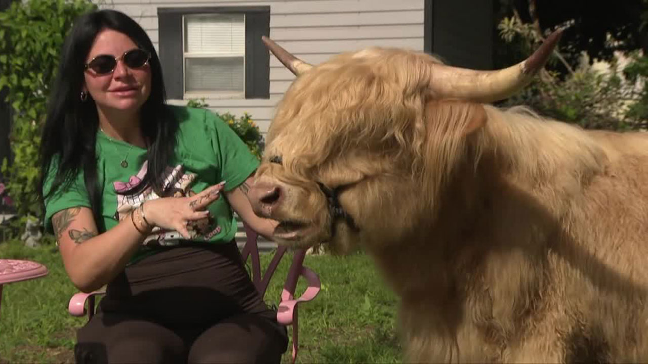 On April 11, 2026, coffee drinkers had a chance to enjoy their favorite latte while getting up close with six adorable Highland cows.