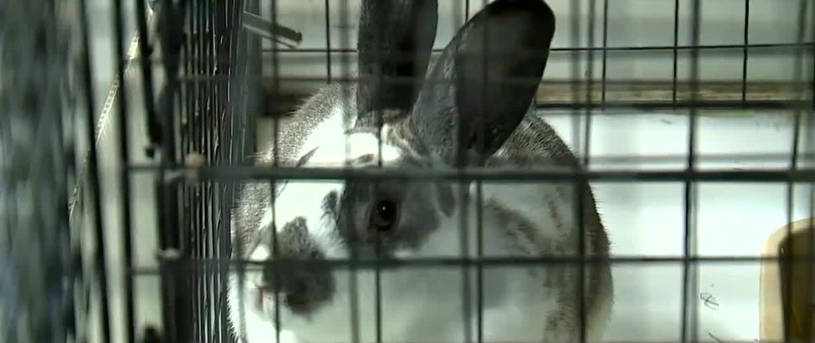 Fatal rabbit virus spreads to Southern Nevada