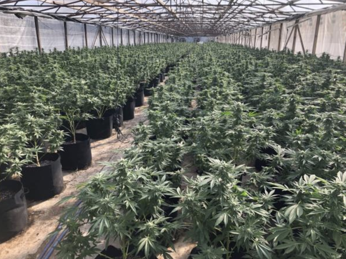 Valley Center pot bust
