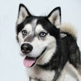 woods dog.jpg