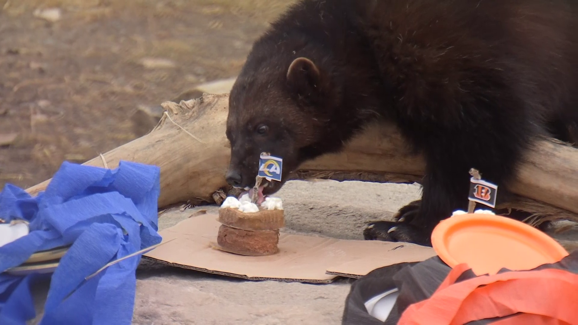 ZooMontana wolverine predicts Super Bowl winner