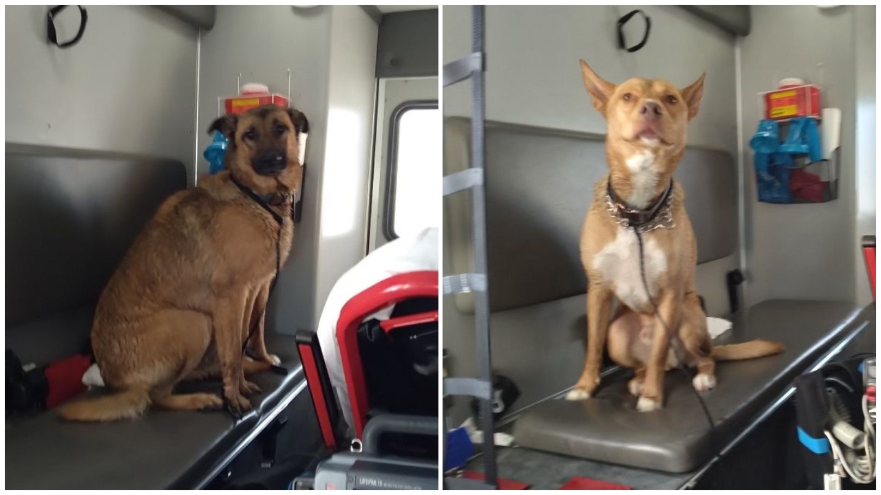 Two dogs rescued from frigid river in Great Falls