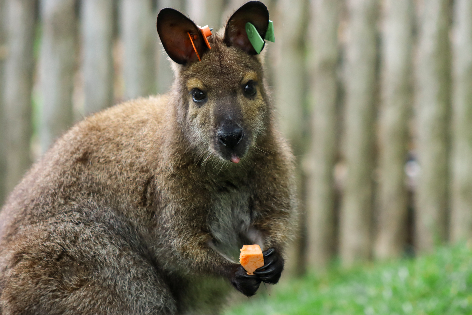 Ygritte the wallaby