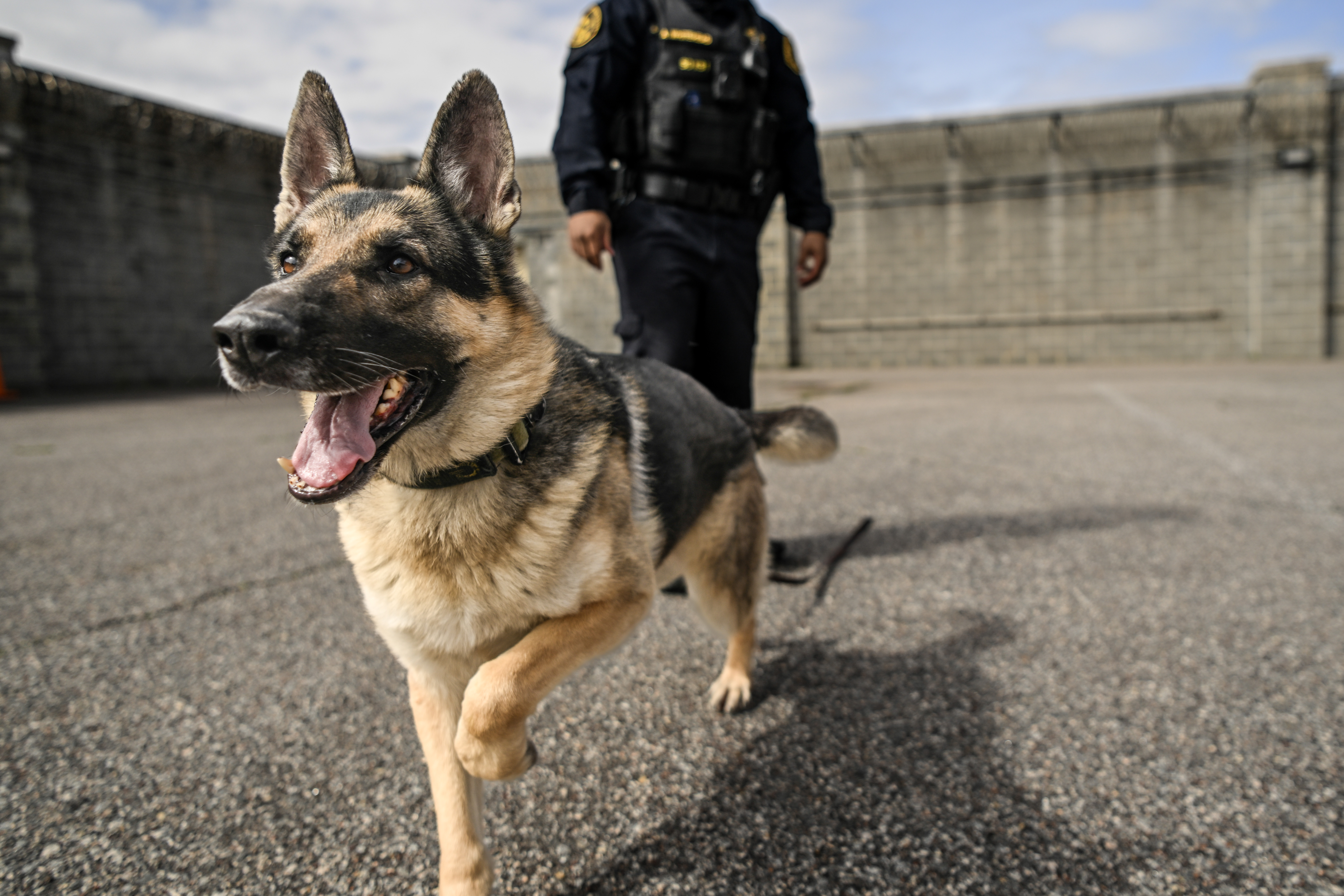 K9 Gaston (8).jpg