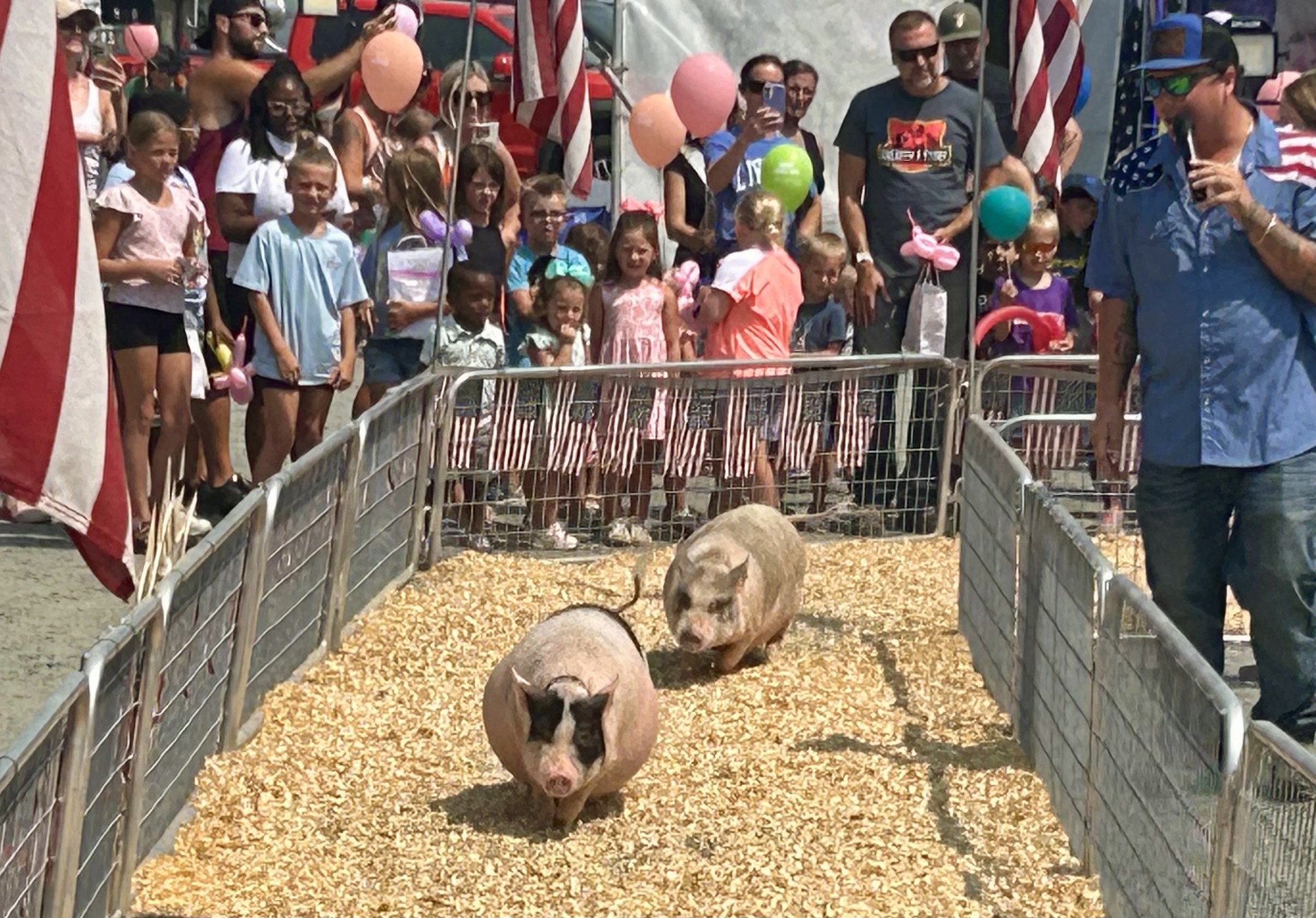 Cecil County Fair pig race.jpeg
