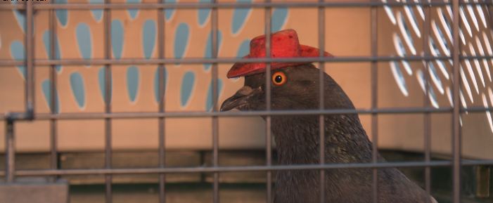 Las Vegas pigeon Cluck Norris caged, Coo-lamity Jane on the loose