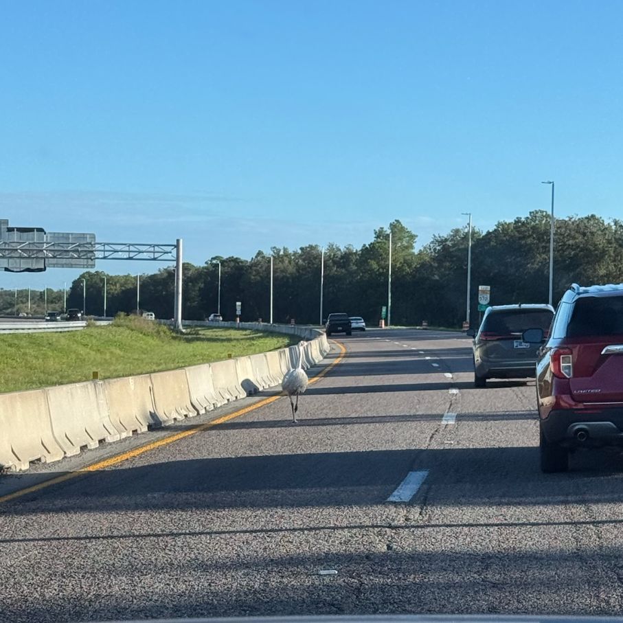 Emu on SR-570 (8).jpg