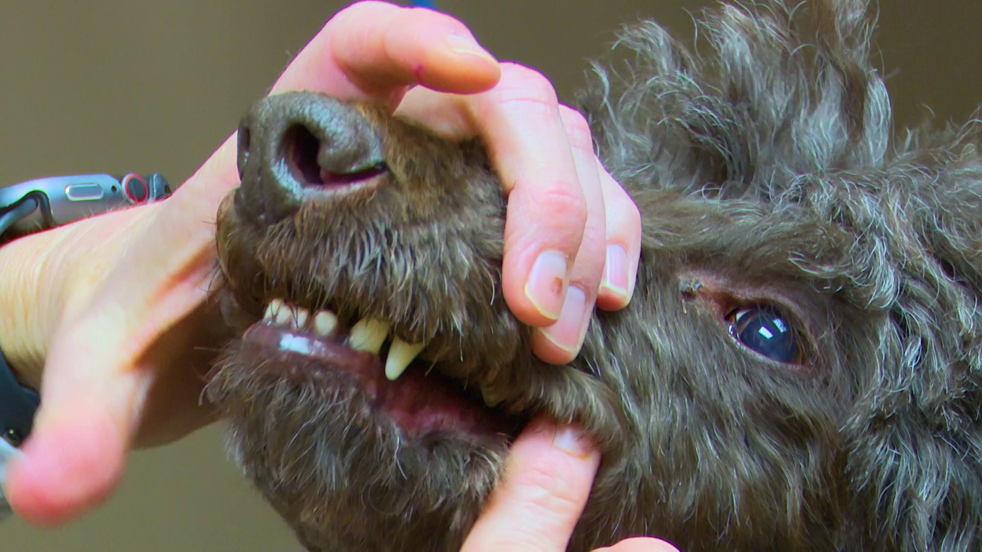 Dental health is important for pets