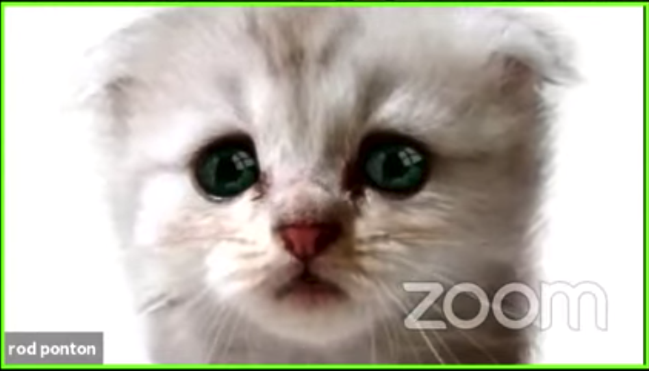cat.png