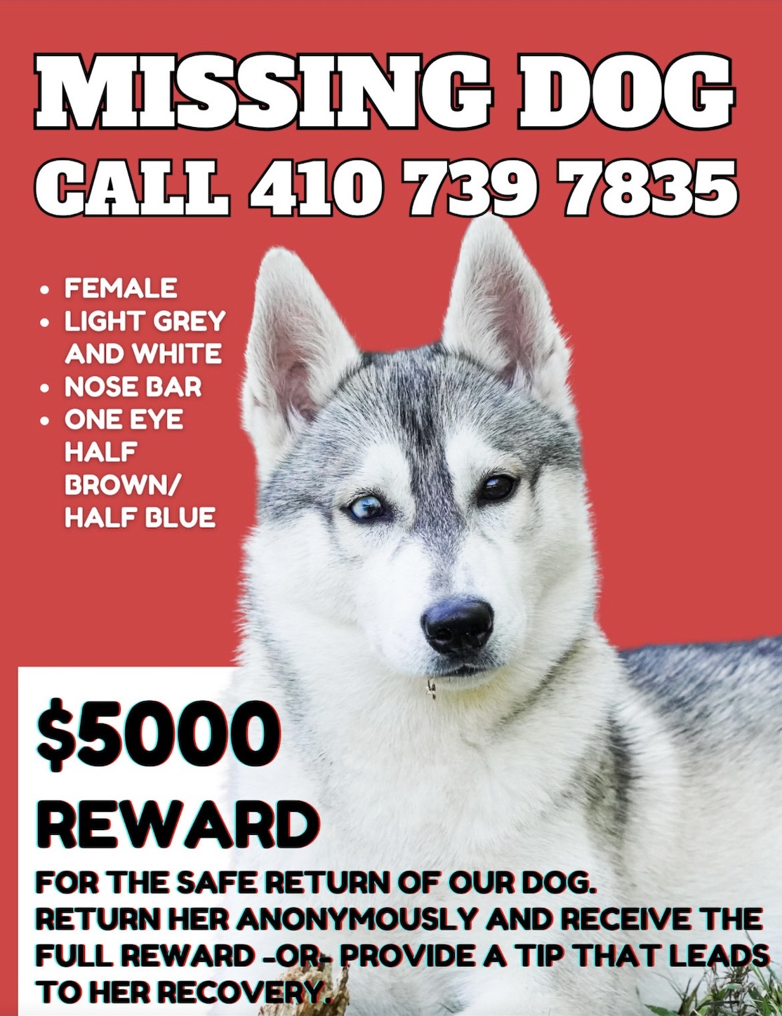 $5,000 Missing Dog (Cropped).jpg