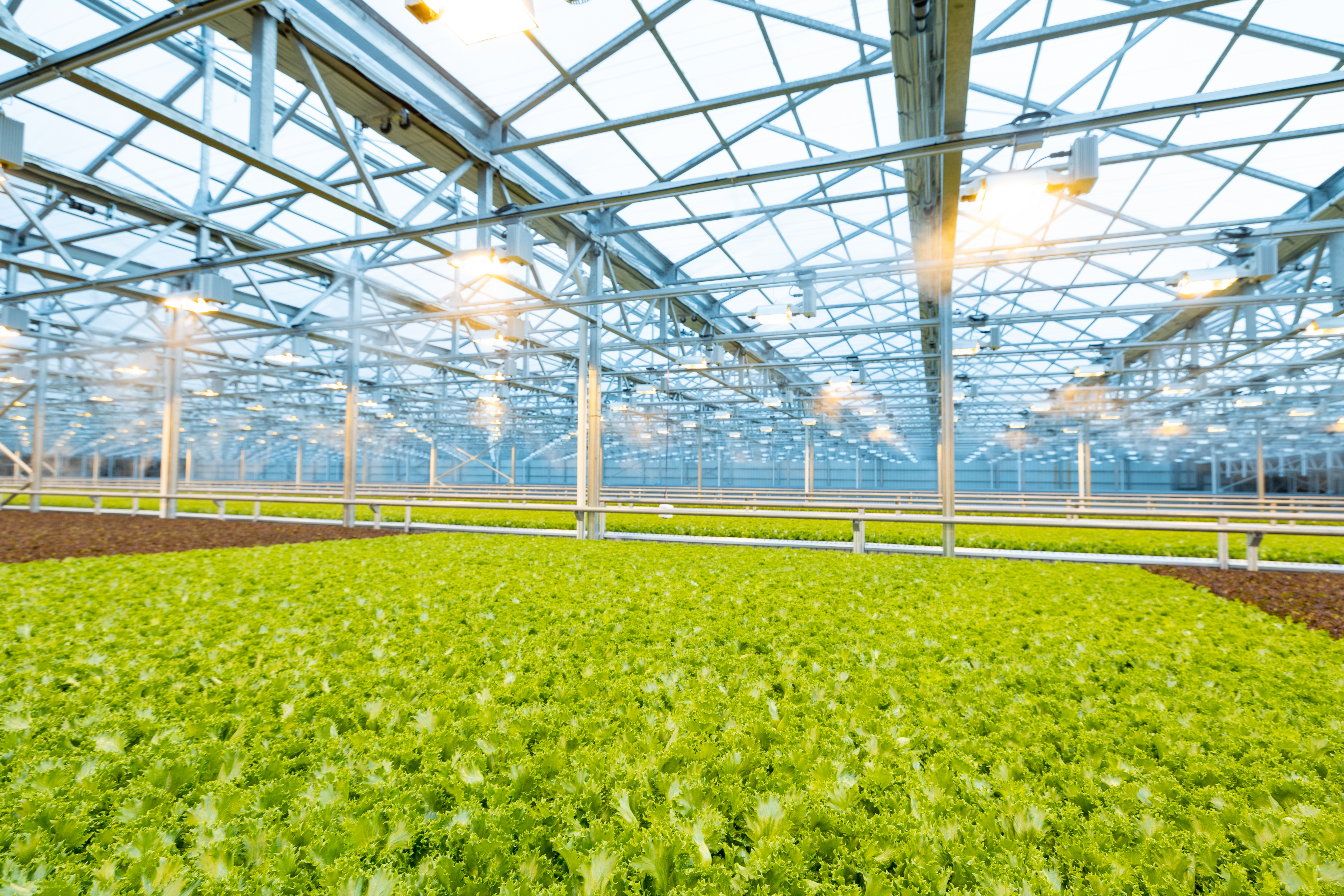 Greenswell Growers 03.jpg