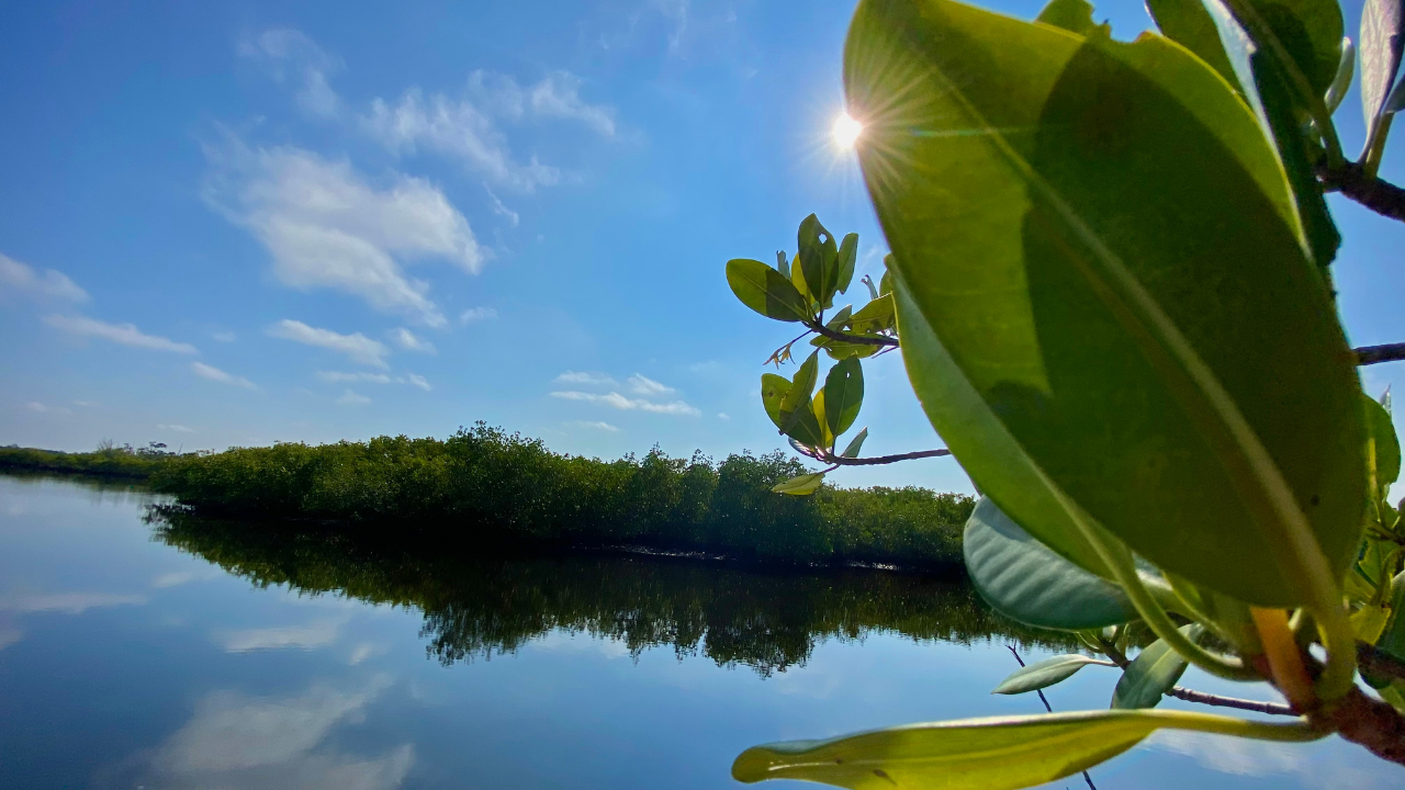Anclote River apartment fight2.png