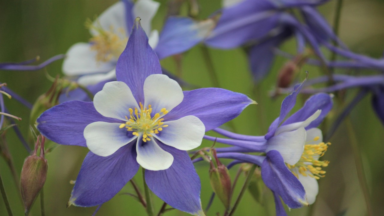 Colorado Blue Columbine