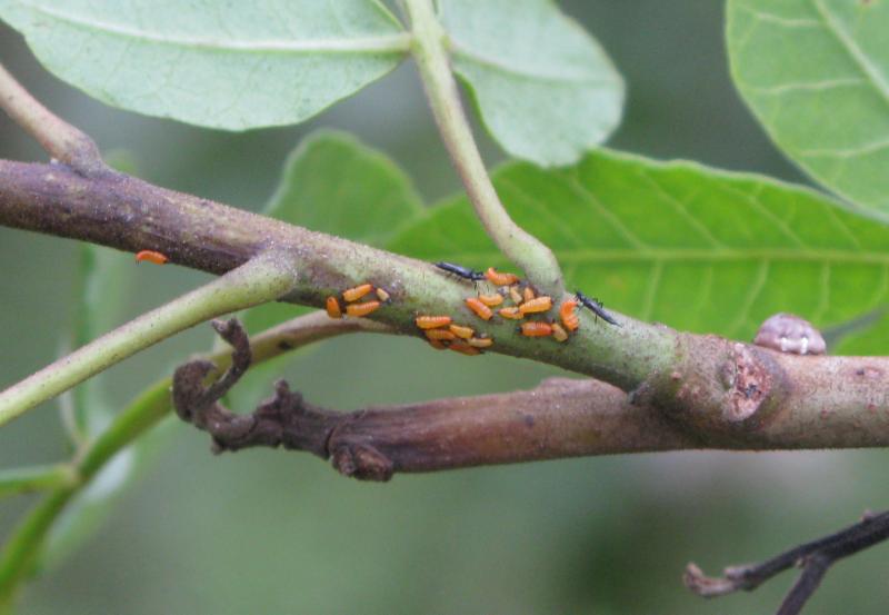 Thrips on a Brazilian Pepper tree.jpg