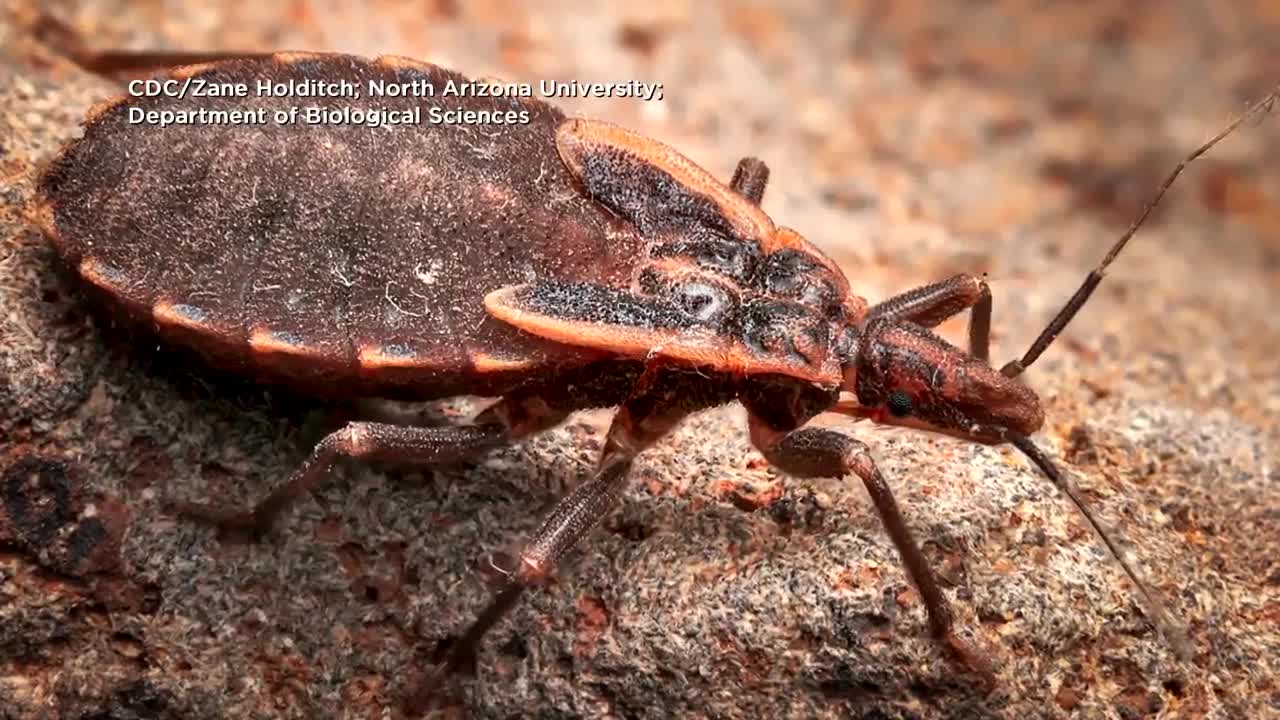 Kissing Bug 