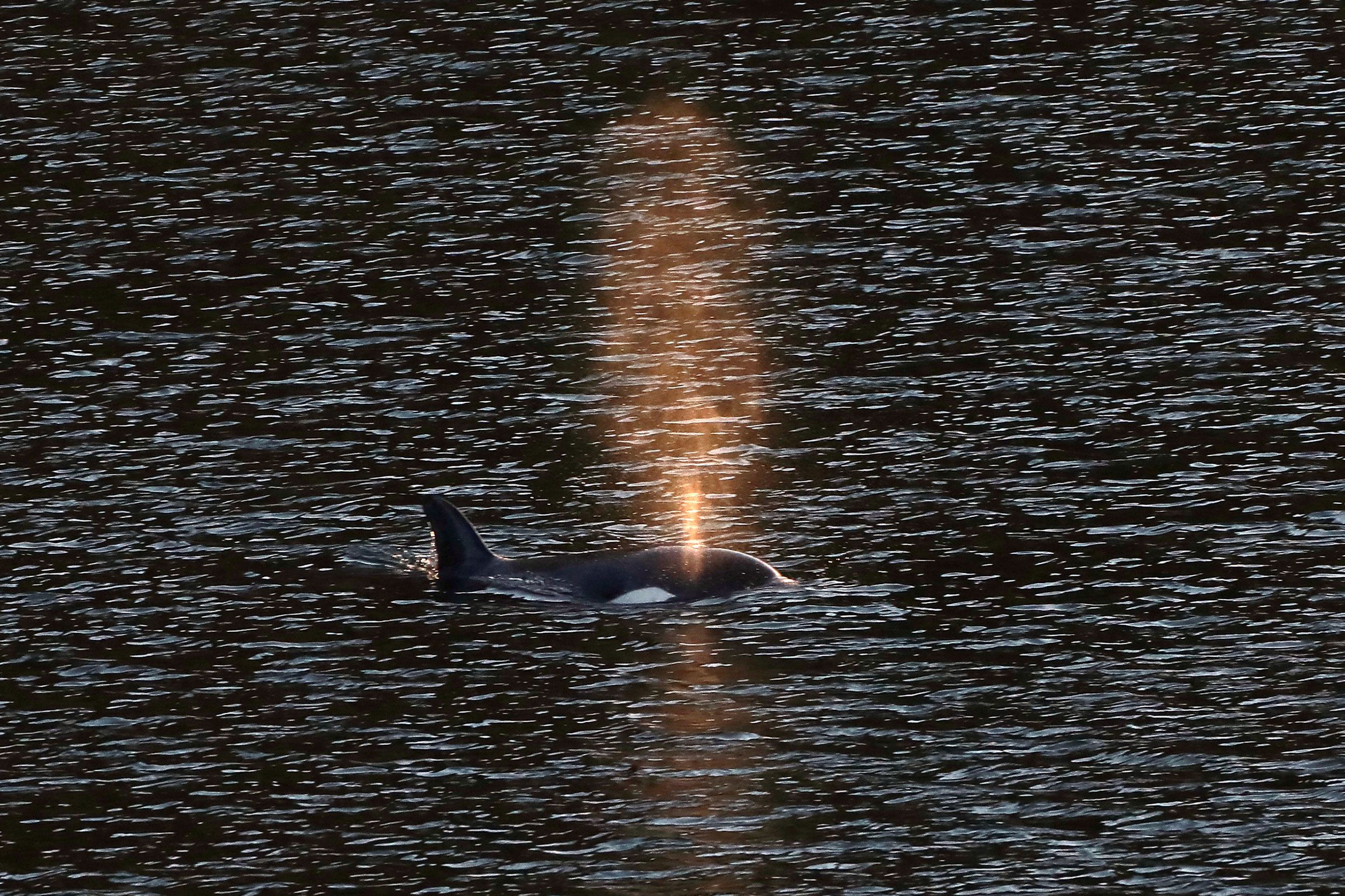Orca calf