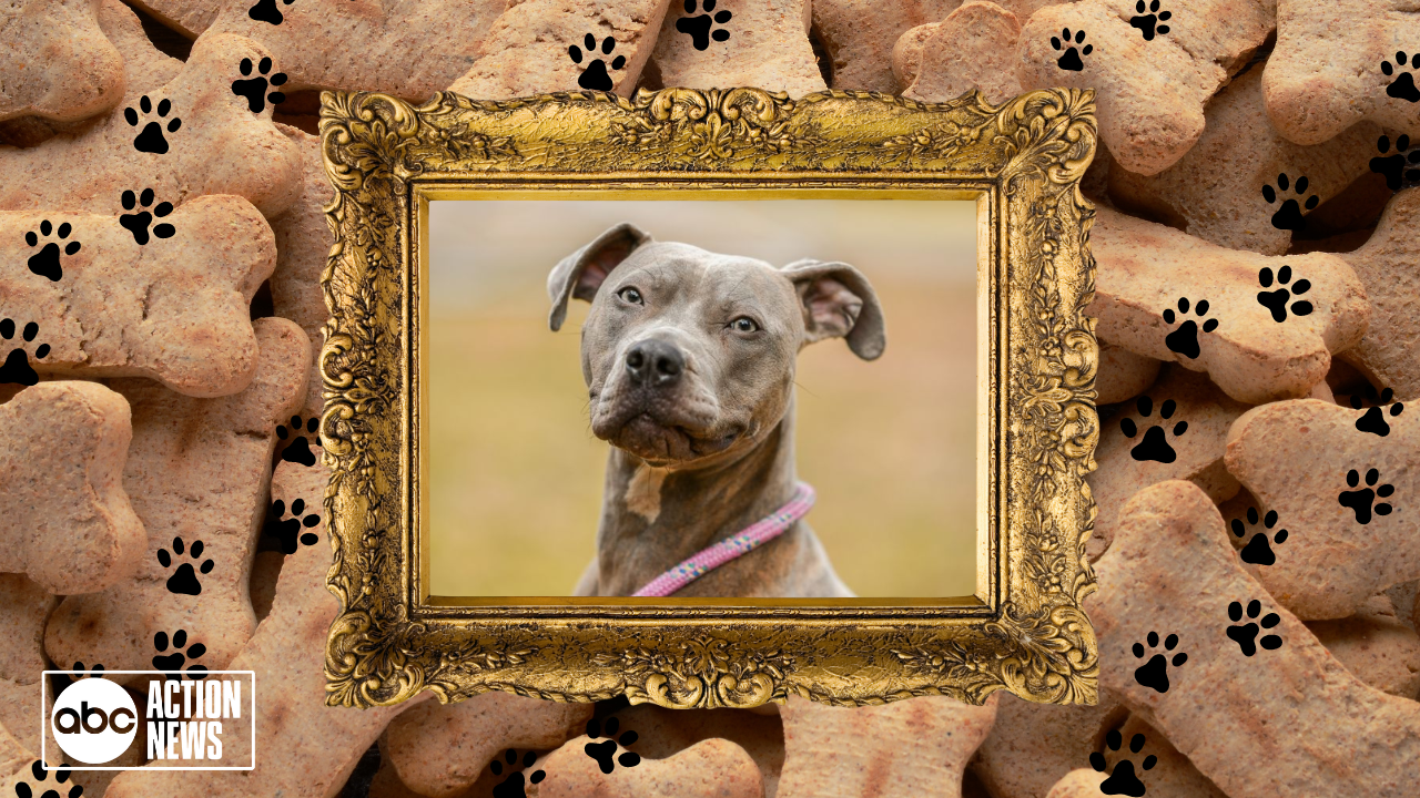 Rescues in Action: Pheobe