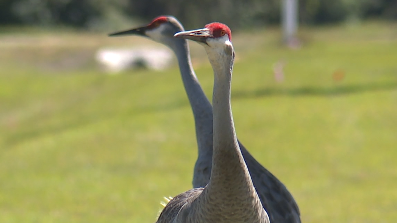 sandhill cranes.png