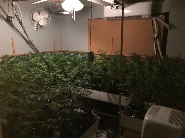 Wasco KCSO cultivation