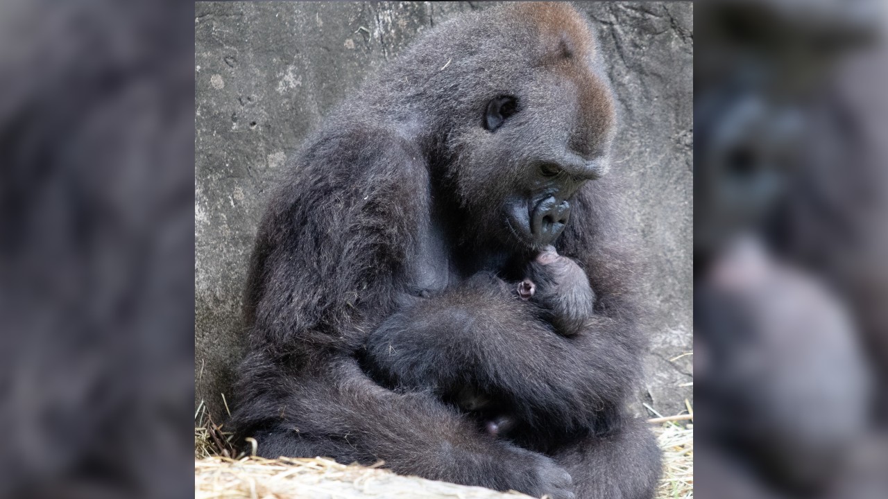 Critically endangered gorilla dies just days after birth at New Orleans zoo