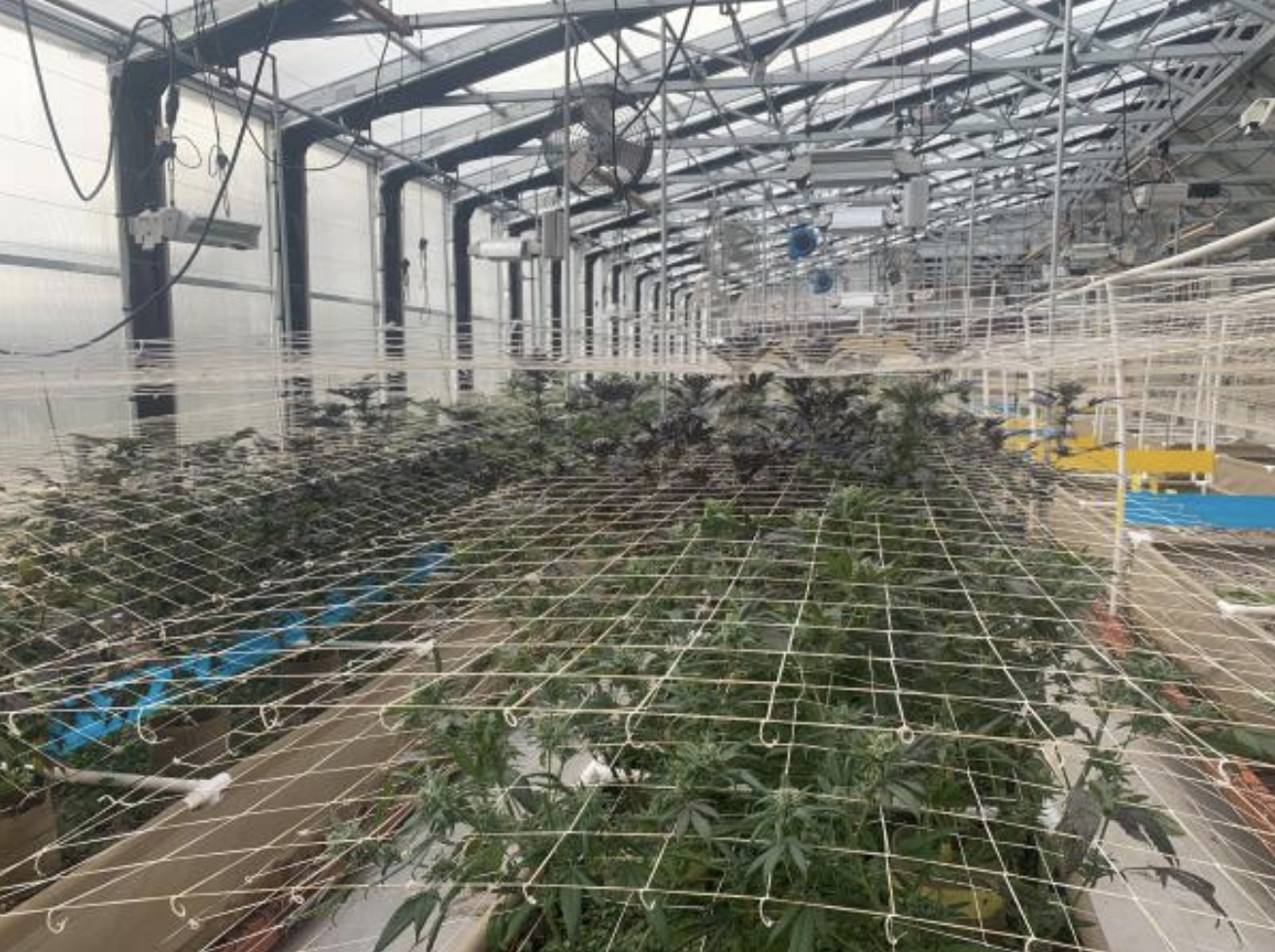 Illegal Marijuana Farm