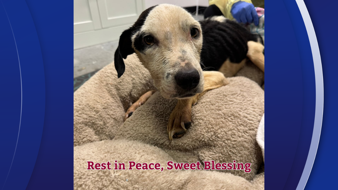 blessing the dog dies.png