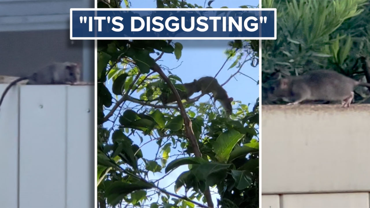 Wellington rat problem