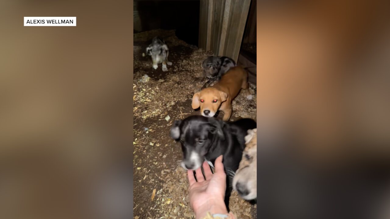 Puppies in Whitney