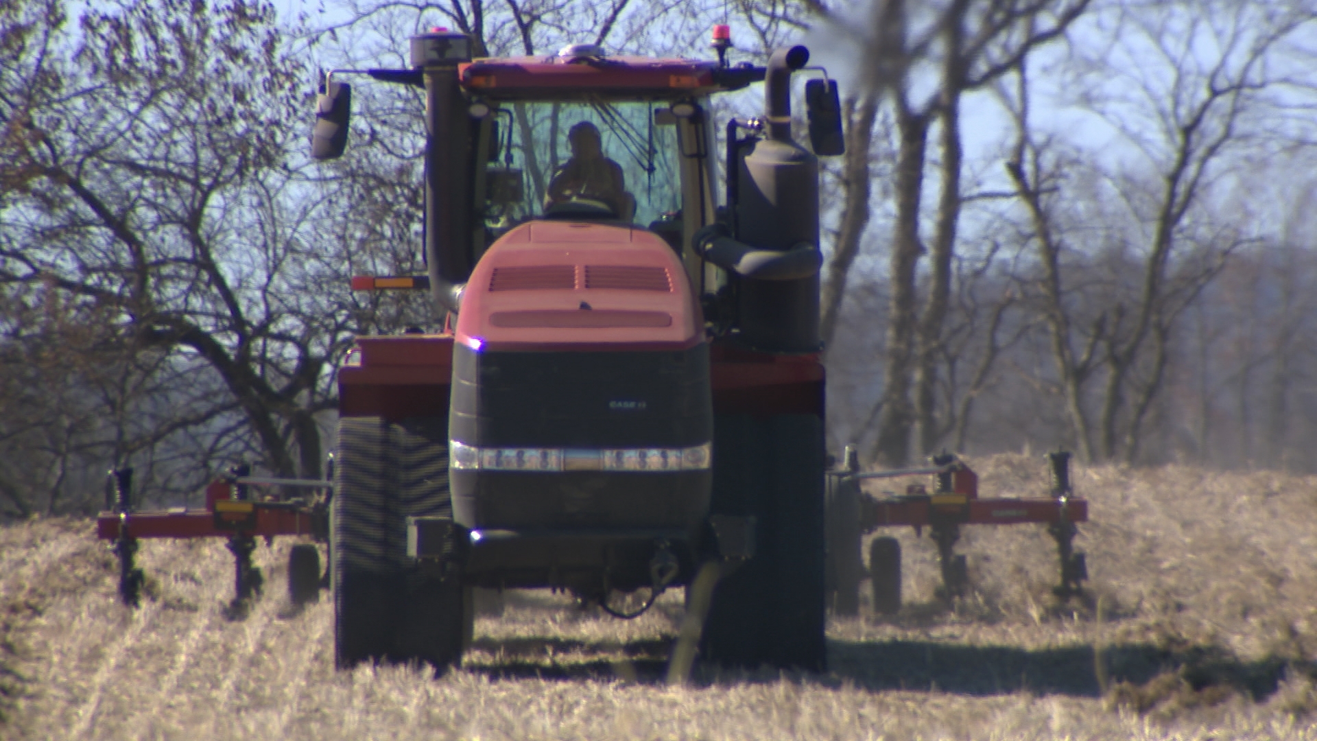 Corn harvest