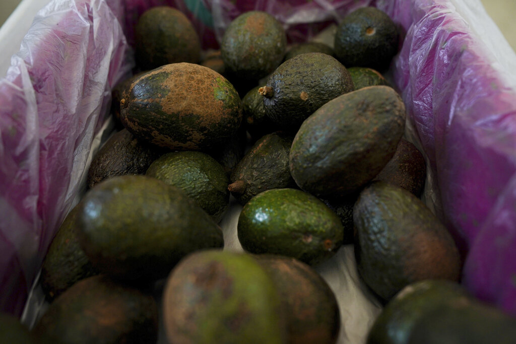 avocados