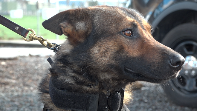 San Diego County Sheriff's K-9s get life-saving bulletproof vests