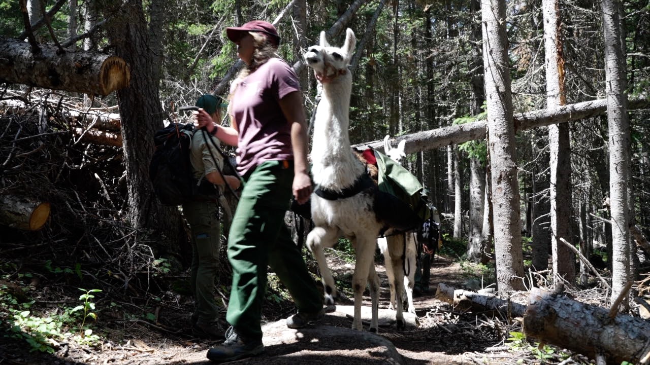 Llamas in Leadville.jpg