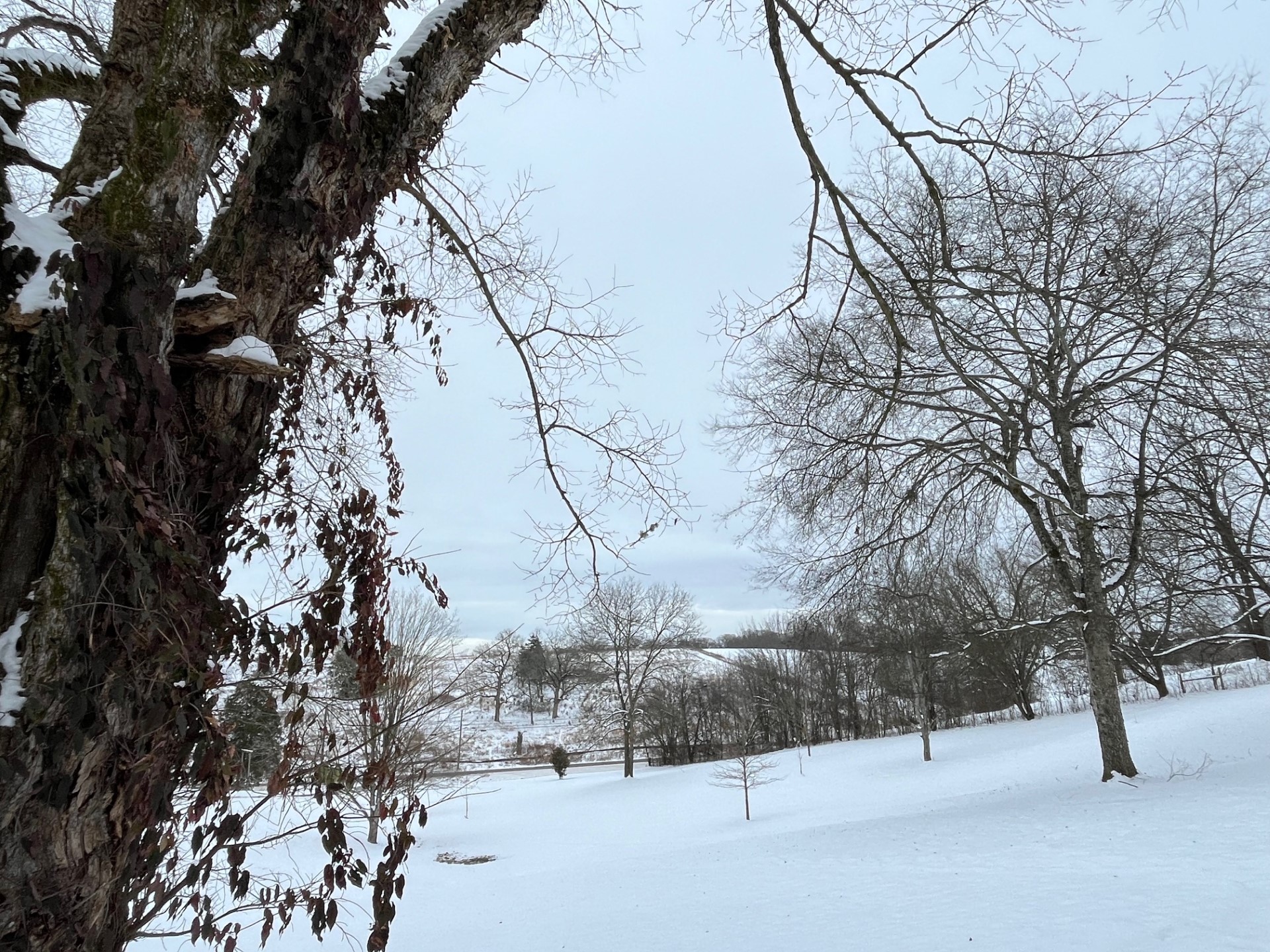 Trees coated with snow